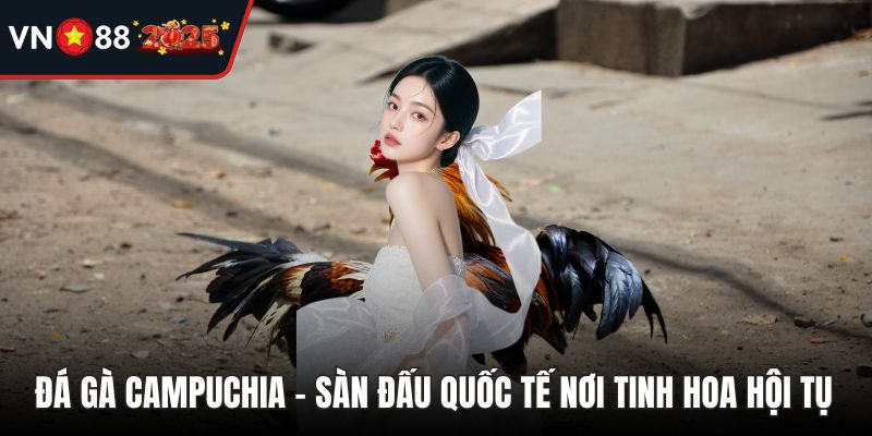 Đá Gà Campuchia - Sàn Đấu Quốc Tế Nơi Tinh Hoa Hội Tụ