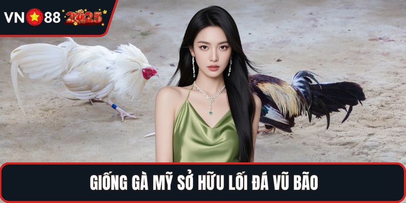 Giống gà Mỹ sở hữu lối đá vũ bão