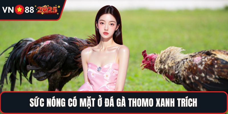 Sức nóng có mặt ở đá gà thomo xanh trích